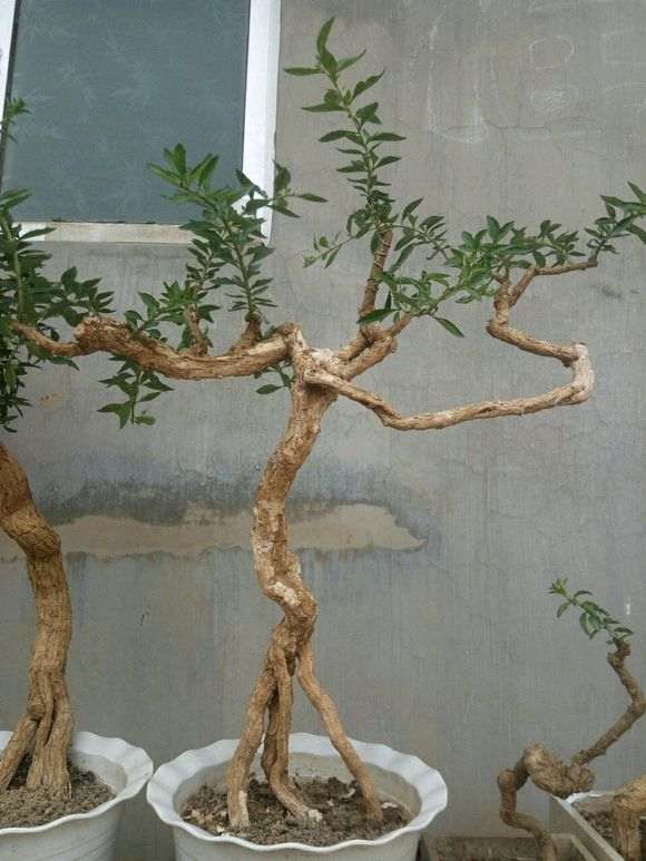 枸杞下山桩不是很好活吗 为什么死 图片