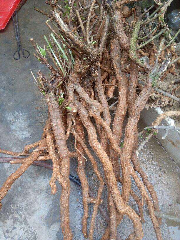 枸杞下山桩不是很好活吗 为什么死 图片