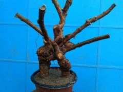 枸杞下山桩不是很好活吗 为什么死 图片