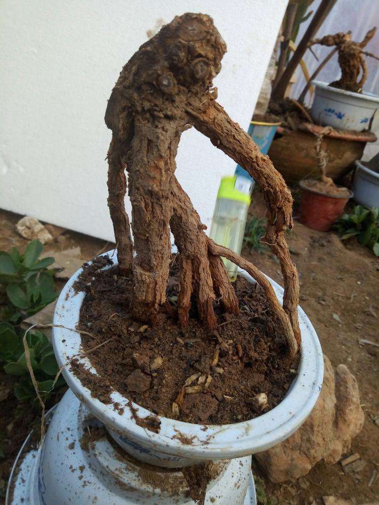 为什么枸杞下山桩的枝条都能插活 图片