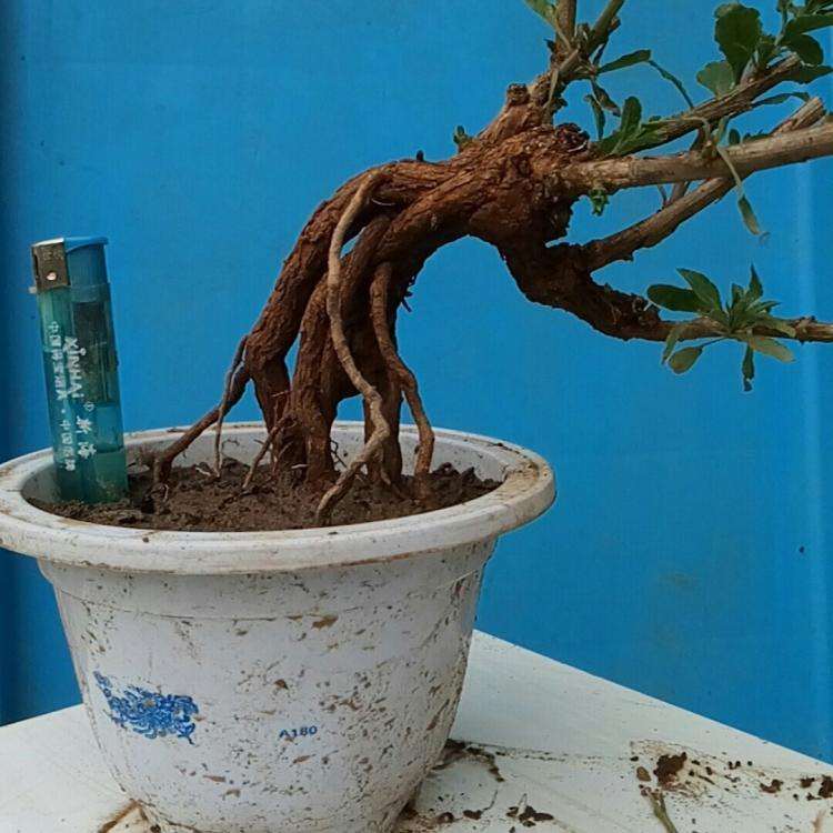 枸杞下山桩发芽以后 多长时间换土 图片