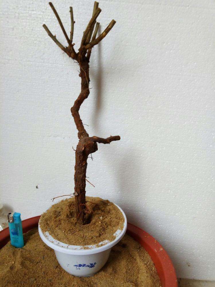 枸杞下山桩发芽以后 多长时间换土 图片