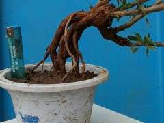 枸杞下山桩发芽以后 多长时间换土 图片