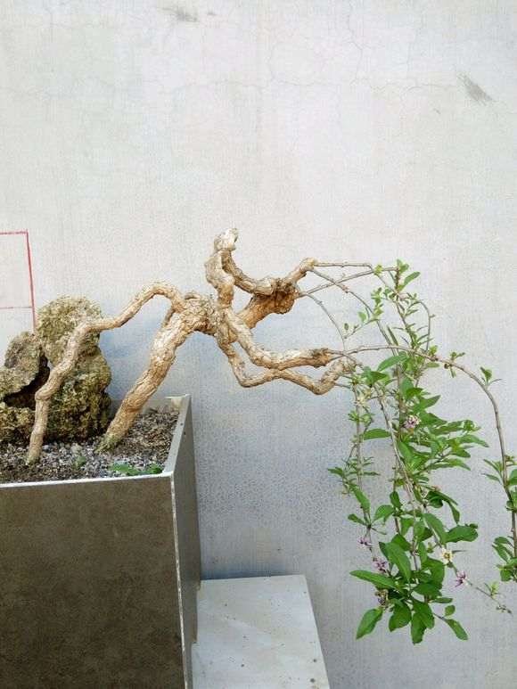 为什么这个季节 枸杞下山桩1周就发芽