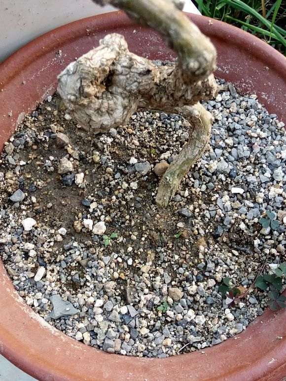 为什么这个季节 枸杞下山桩1周就发芽