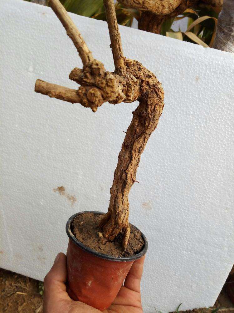 悬崖式枸杞下山桩在冬天怎么养护 图片