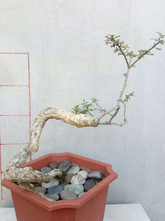 悬崖式枸杞下山桩在冬天怎么养护 图片