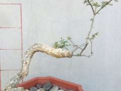 悬崖式枸杞下山桩在冬天怎么养护 图片