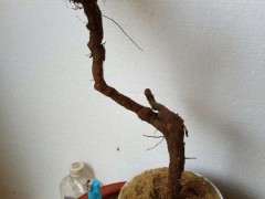 枸杞下山桩生桩怎么用生根粉的方法 图片