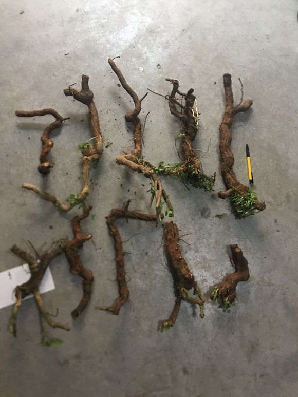 枸杞下山桩用风化石栽培可以吗