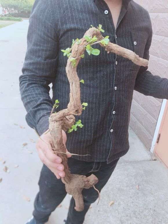 枸杞下山桩用风化石栽培可以吗