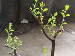 枸杞下山桩用风化石栽培可以吗