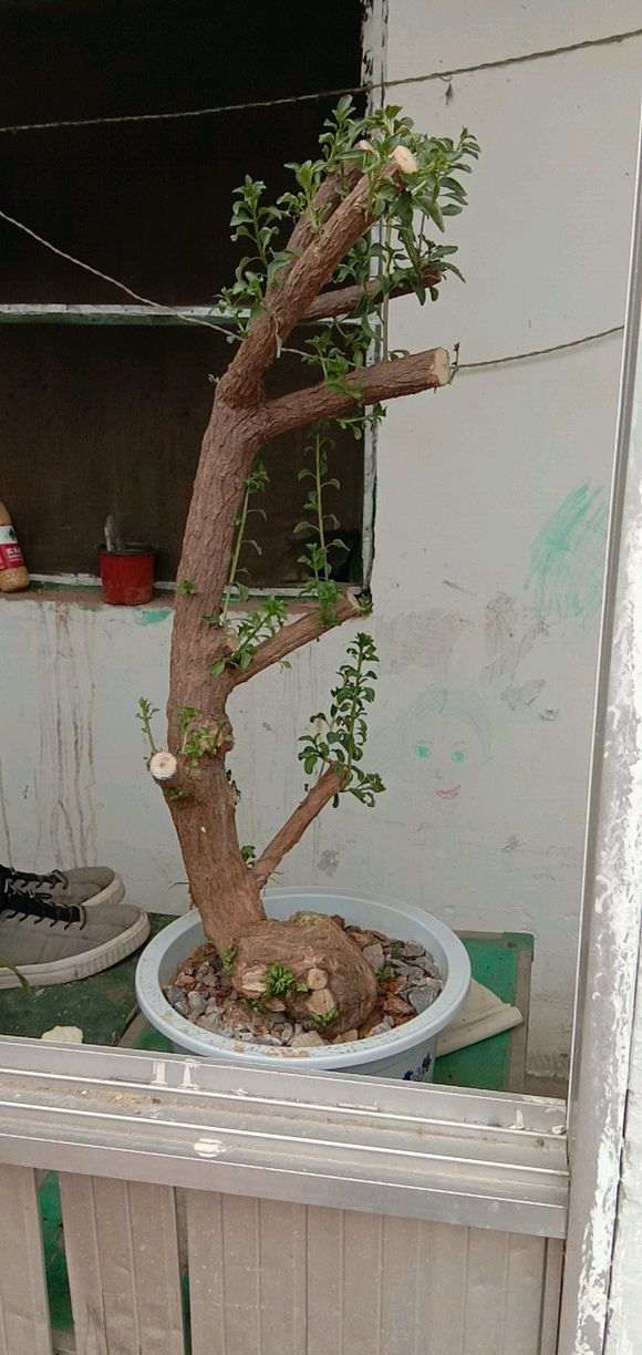 这棵枸杞下山桩做成垂柳盆景 可以不 图片