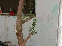 这棵枸杞下山桩做成垂柳盆景 可以不 图片