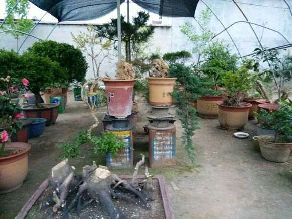 为什么枸杞下山桩一般不会死 图片