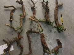 为什么枸杞下山桩一般不会死 图片