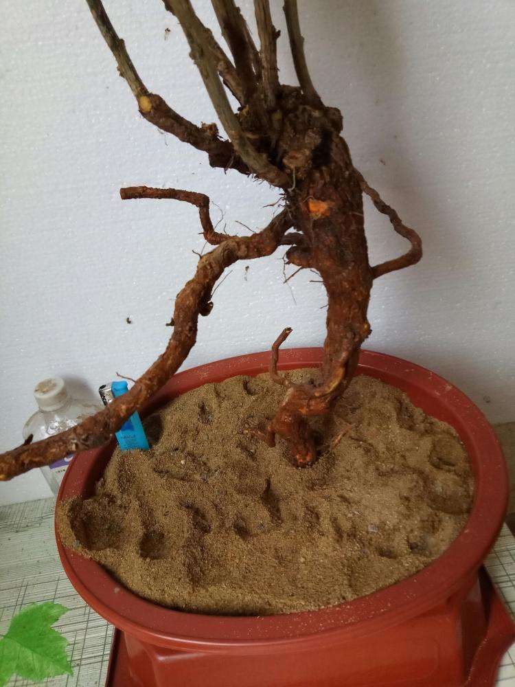 我还有几棵野生枸杞下山桩不发芽及芽缩了