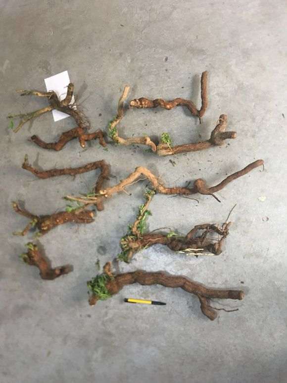 我还有几棵野生枸杞下山桩不发芽及芽缩了