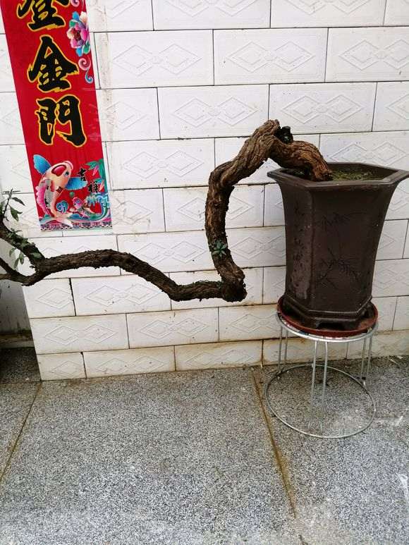 我还有几棵野生枸杞下山桩不发芽及芽缩了