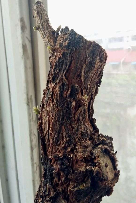 为什么枸杞下山桩的老枝 你不去掉 图片