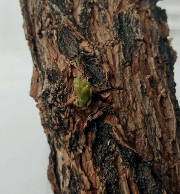 为什么枸杞下山桩的老枝 你不去掉 图片