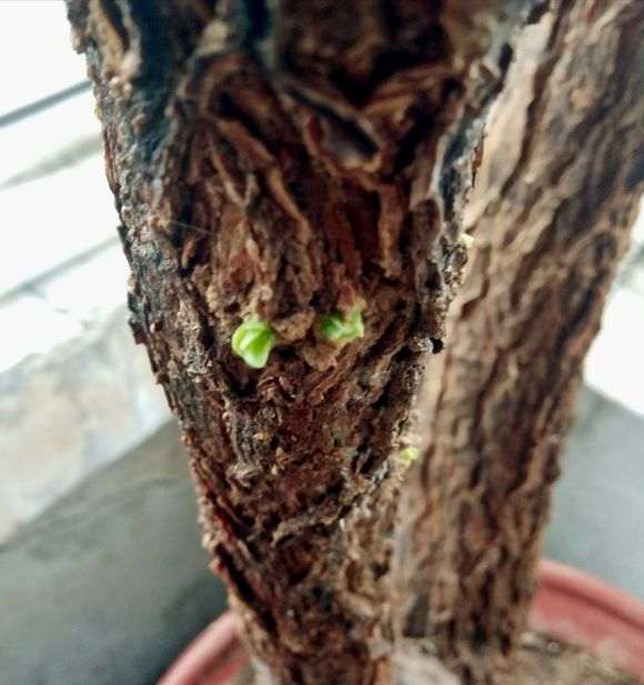 为什么枸杞下山桩的老枝 你不去掉 图片