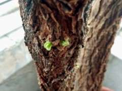 为什么枸杞下山桩的老枝 你不去掉 图片