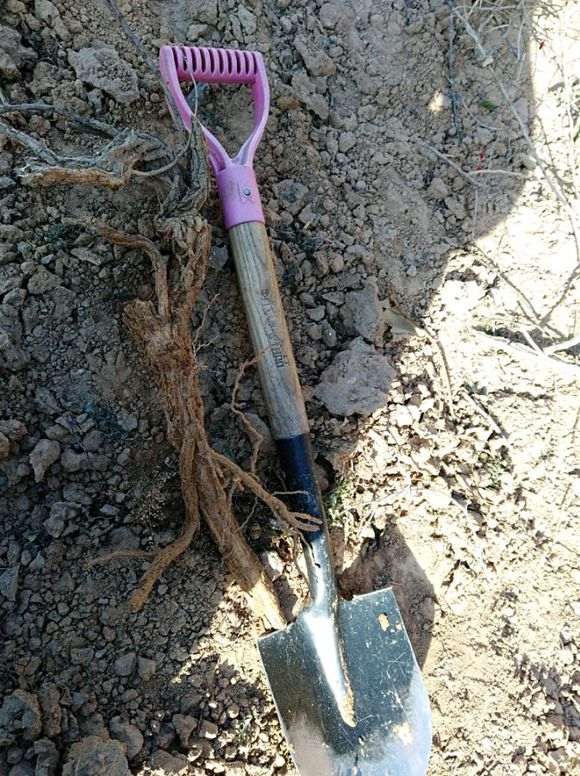 今天刚挖的枸杞下山桩老桩 怎么样 图片