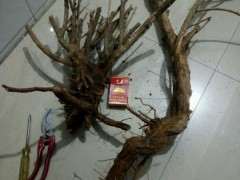 枸杞下山桩怎么制作平行枝和对称枝 图片