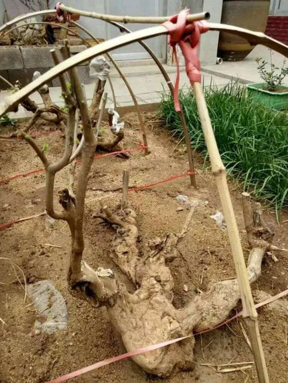 我玩枸杞下山桩也有两年了 看看如何 图片