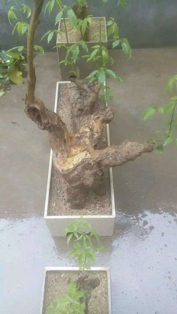 我玩枸杞下山桩也有两年了 看看如何 图片