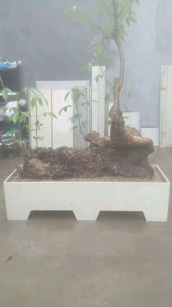 我玩枸杞下山桩也有两年了 看看如何 图片