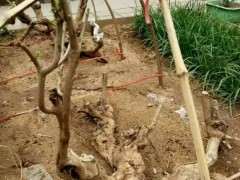 我玩枸杞下山桩也有两年了 看看如何 图片