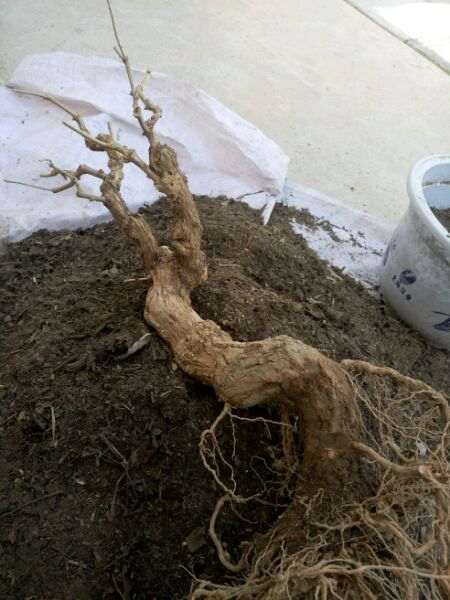 怎么用地栽来养护枸杞下山桩根系