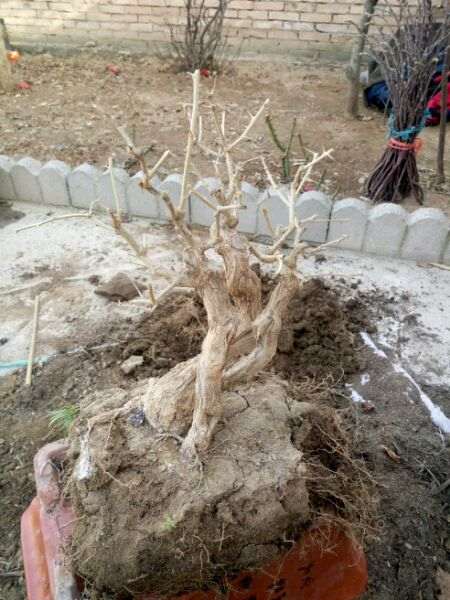 怎么用地栽来养护枸杞下山桩根系