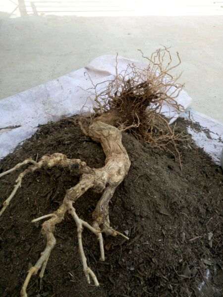 怎么用地栽来养护枸杞下山桩根系