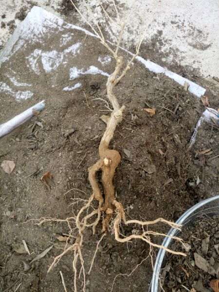 怎么用地栽来养护枸杞下山桩根系