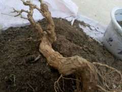 怎么用地栽来养护枸杞下山桩根系