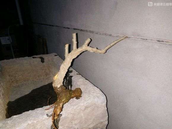 看看 我挖枸杞下山桩的现场 是什么样的