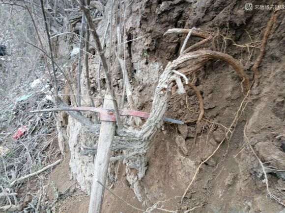 看看 我挖枸杞下山桩的现场 是什么样的