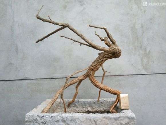 看看 我挖枸杞下山桩的现场 是什么样的