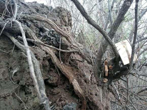 看看 我挖枸杞下山桩的现场 是什么样的