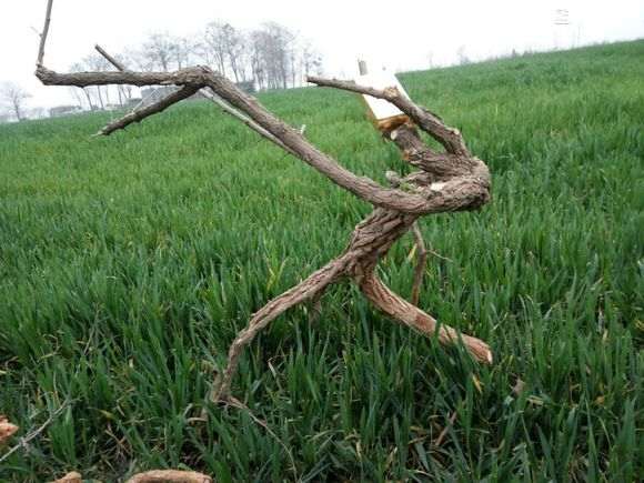 看看 我挖枸杞下山桩的现场 是什么样的