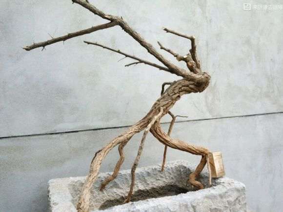 看看 我挖枸杞下山桩的现场 是什么样的