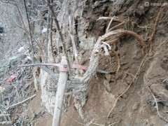 看看 我挖枸杞下山桩的现场 是什么样的