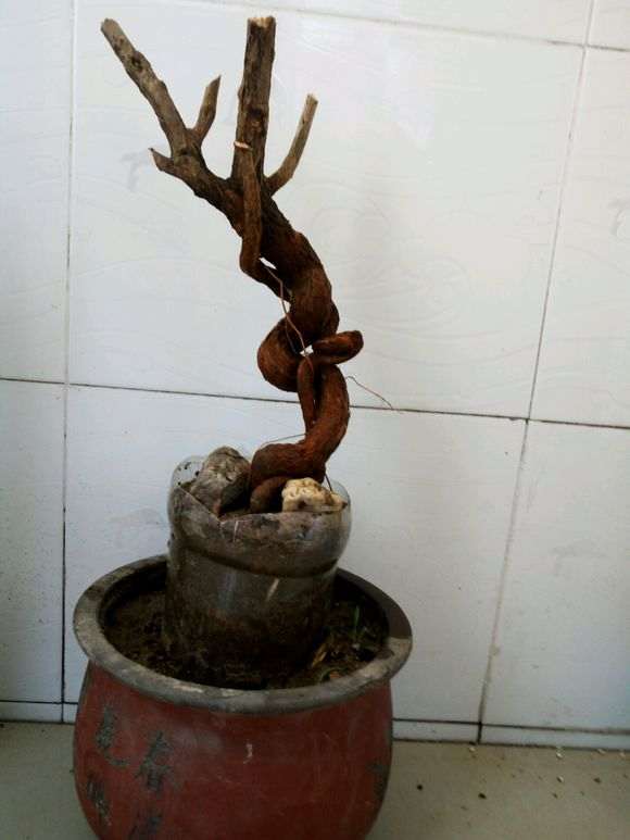 今天挖的小型枸杞下山桩 准备上盆 图片