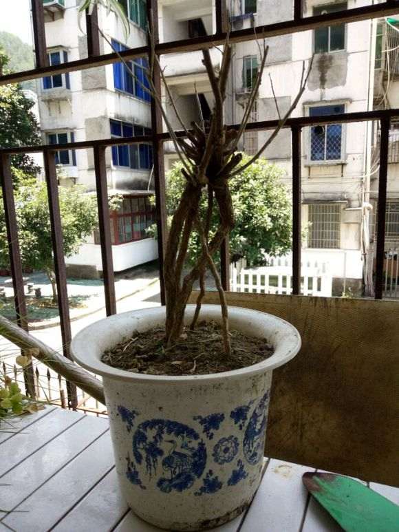 为什么枸杞下山桩到夏天叶子会脱落 图片