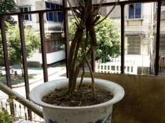 为什么枸杞下山桩到夏天叶子会脱落 图片