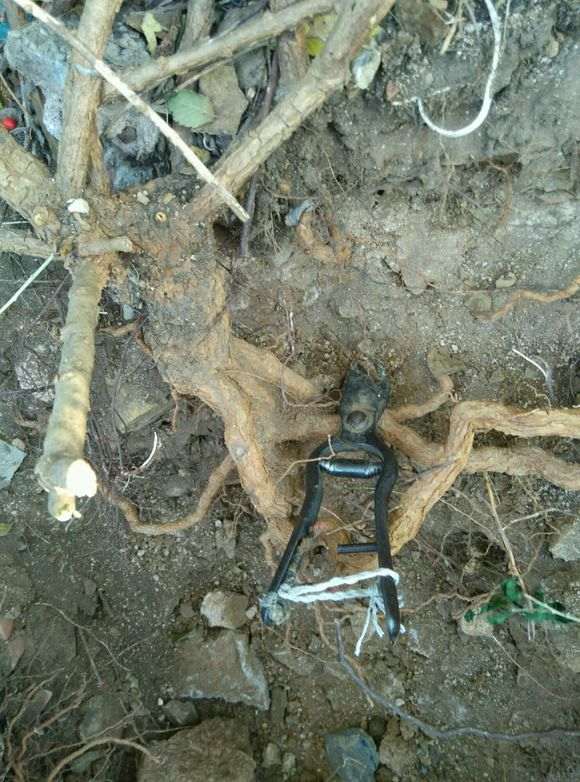 今天在河边发现好多枸杞下山桩 图片