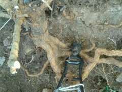 今天在河边发现好多枸杞下山桩 图片